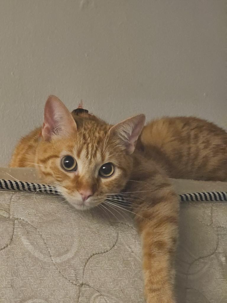 Rusty: El Gato de la Cuarentena que Sanó Corazones