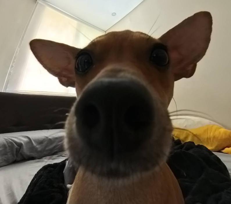 El Guardian de Luna: Una Máscara entre dos Mundos